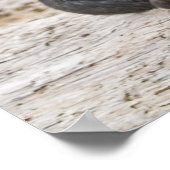 Amerikaanse Staffordshire Terrier - Fine Art Print (Hoek)