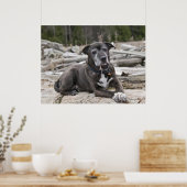 Amerikaanse Staffordshire Terrier - Fine Art Print (Keuken)