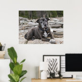 Amerikaanse Staffordshire Terrier - Fine Art Print (Thuiskantoor)