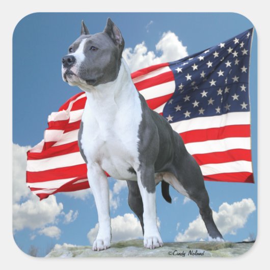 Amerikaanse Staffordshire Terrier (Pit Bull) stick Vierkante Sticker (Voorkant)