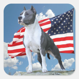 Amerikaanse Staffordshire Terrier (Pit Bull) stick Vierkante Sticker