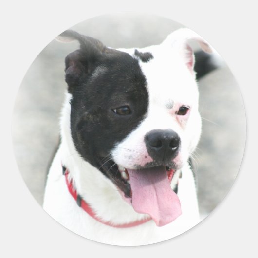 Amerikaanse Stickers van Staffordshire Terrier (Voorkant)