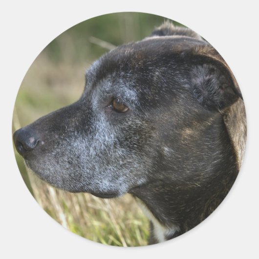 Amerikaanse Stickers van Staffordshire Terrier (Voorkant)