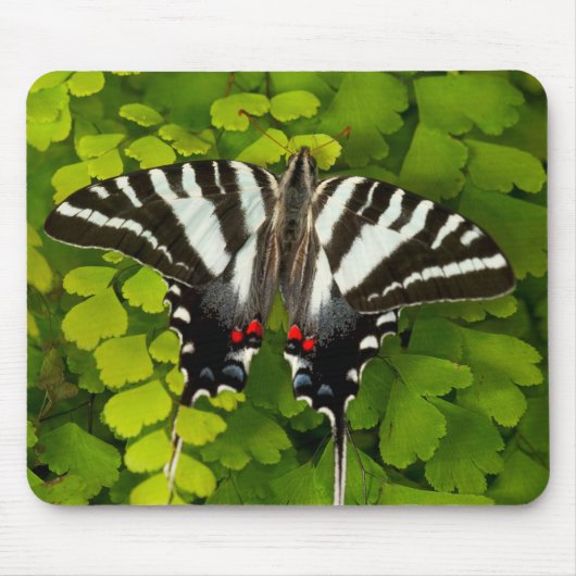 Amerikaanse Swallowtail Vlinder Muismat (Voorkant)