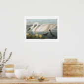 Amerikaanse Swan Audubon Art Poster (Keuken)