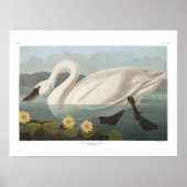  Amerikaanse Swan Audubon Art Poster (Voorkant)
