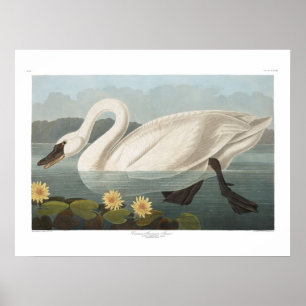  Amerikaanse Swan Audubon Art Poster