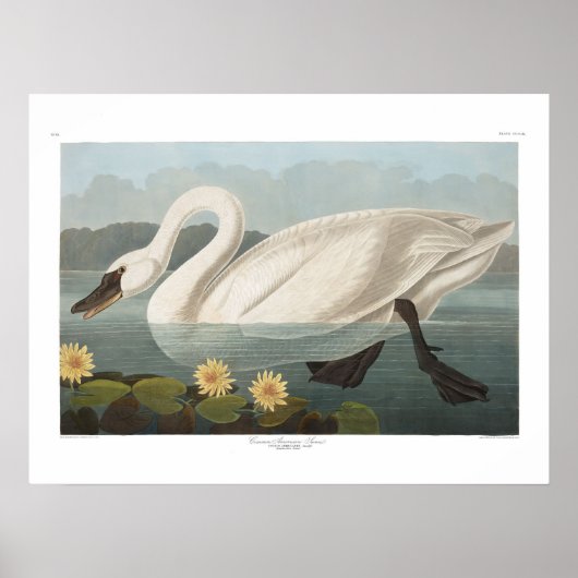 Amerikaanse Swan Audubon Art Poster (Voorkant)