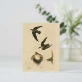 Amerikaanse Swift Audubon (Chimney), vogels van Am Briefkaart (Staand voorkant)