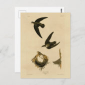 Amerikaanse Swift Audubon (Chimney), vogels van Am Briefkaart (Voorkant / Achterkant)