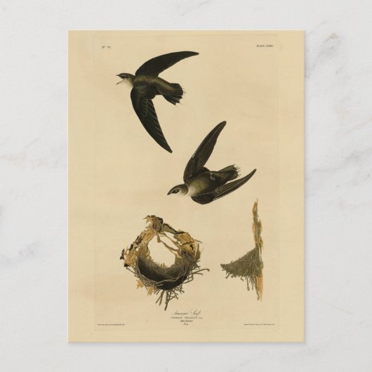 Amerikaanse Swift Audubon (Chimney), vogels van Am Briefkaart (Voorkant)