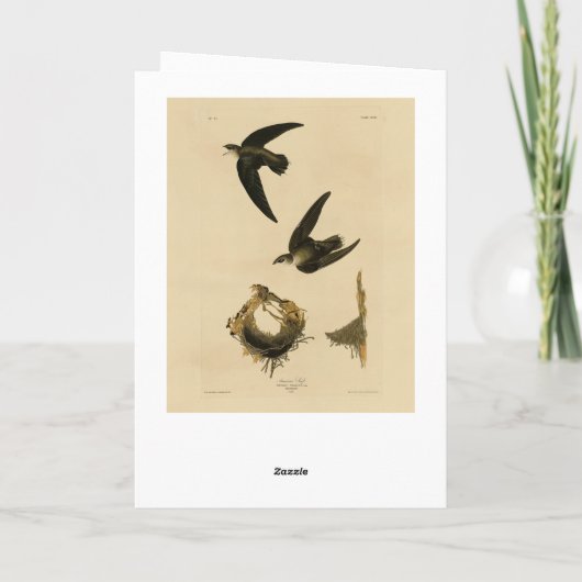Amerikaanse Swift Audubon (Chimney), vogels van Am Kaart (Achterkant)