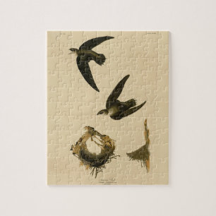 Amerikaanse Swift Audubon (Chimney), vogels van Am Legpuzzel