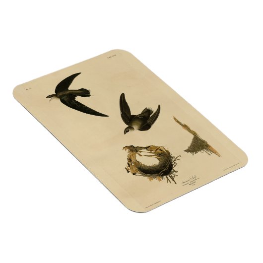 Amerikaanse Swift Audubon (Chimney), vogels van Am Magneet (Rechterzijde)