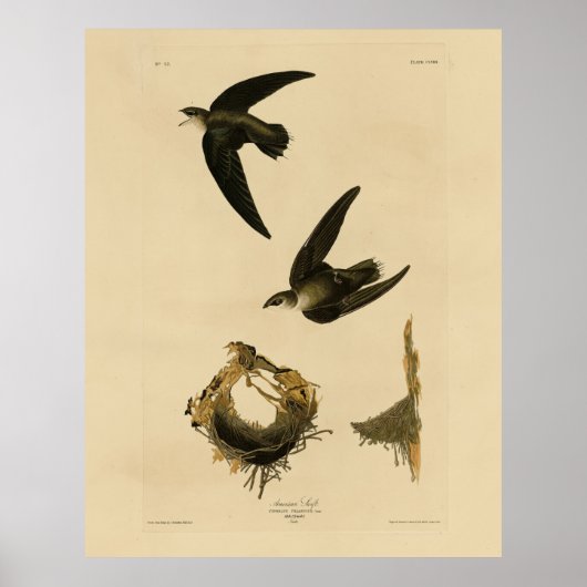 Amerikaanse Swift Audubon (Chimney), vogels van Am Poster (Voorkant)