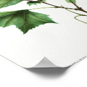 Amerikaanse sycamore (Platanus occidentalis) uit T Poster (Hoek)