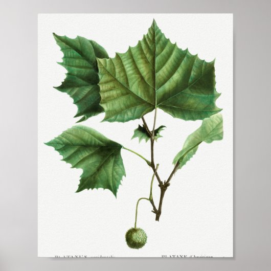 Amerikaanse sycamore (Platanus occidentalis) uit T Poster (Voorkant)