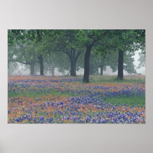Amerikaanse, Texas, Texas Hill Country Expansive f Poster (Voorkant)