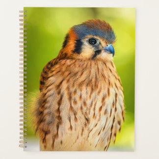 Amerikaanse Torenval Planner | Valken Wilde Natuur