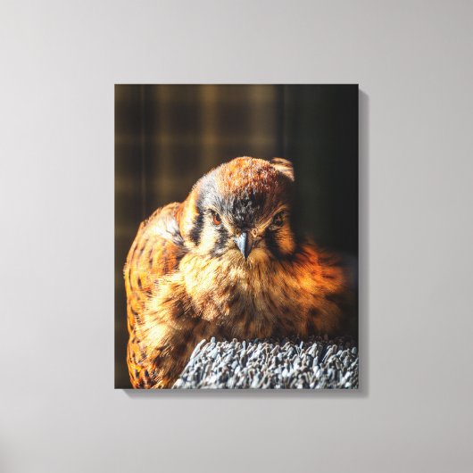 Amerikaanse Torenvalk Canvas Kunst | Valkenportret (Voorkant)