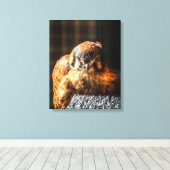 Amerikaanse Torenvalk Canvas Kunst | Valkenportret (Insitu (Houten vloer))