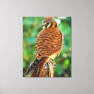 Amerikaanse Torenvalk Canvas Wandkunst | Roofvogel Afdruk