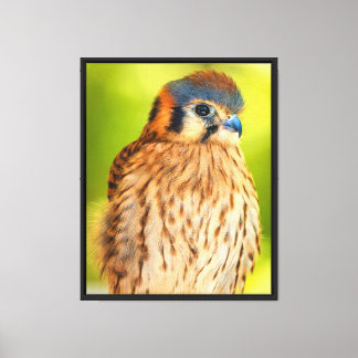 Amerikaanse Torenvalk Canvas Wandkunst | Roofvogel Afdruk