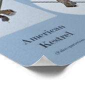 Amerikaanse Torenvalk (Falco sparverius) Items Afd Poster (Hoek)