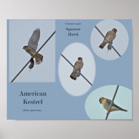 Amerikaanse Torenvalk (Falco sparverius) Items Afd Poster (Voorkant)