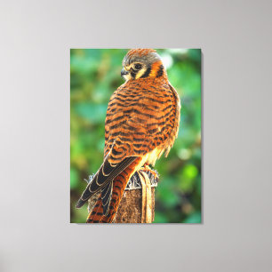 Amerikaanse Torenvalk Muur Kunst Roofvogel Wildl Canvas Afdruk