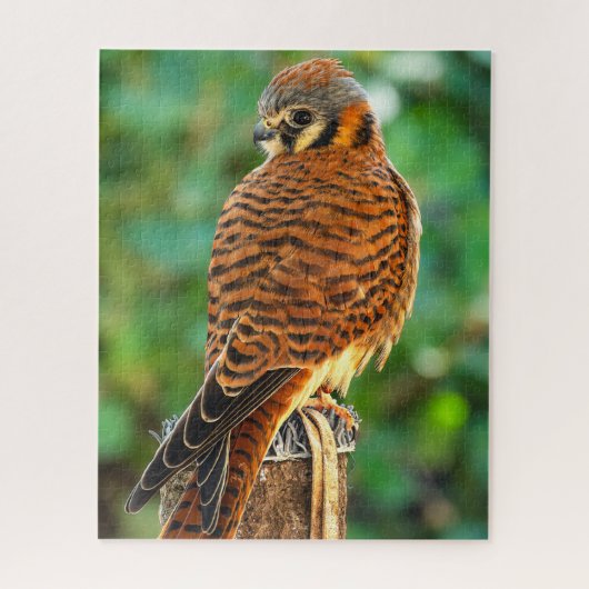 Amerikaanse Torenvalk Puzzel | Wilde Natuur Legpuz (Verticaal)