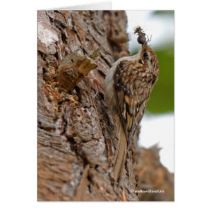 Amerikaanse Treecreeper met Bug