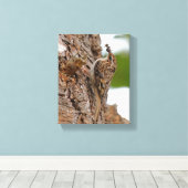 Amerikaanse Treecreeper met Bug Canvas Afdruk (Insitu (Houten vloer))