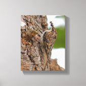 Amerikaanse Treecreeper met Bug Canvas Afdruk (Voorkant)