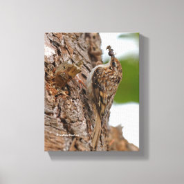 Amerikaanse Treecreeper met Bug Canvas Afdruk