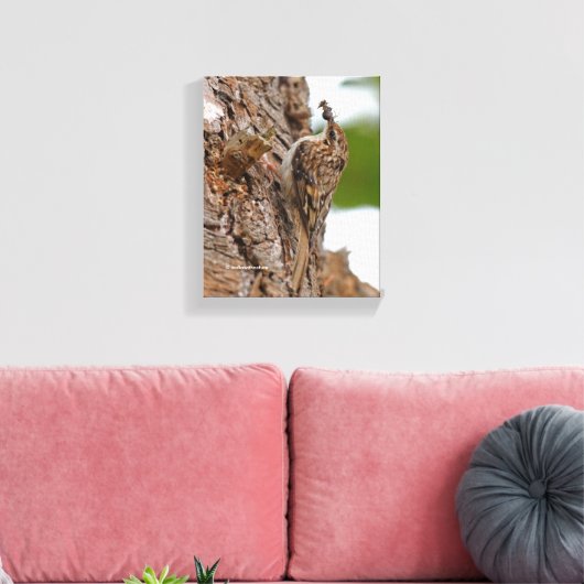 Amerikaanse Treecreeper met Bug Canvas Afdruk (Insitu (Woonkamer))
