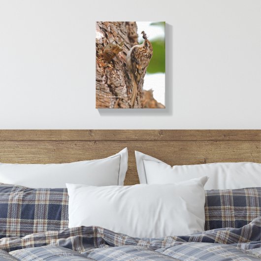 Amerikaanse Treecreeper met Bug Canvas Afdruk (Insitu (Slaapkamer))