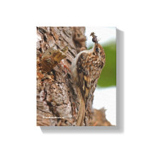 Amerikaanse Treecreeper met Bug