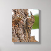 Amerikaanse Treecreeper met Bug Canvas Afdruk (Voorkant)
