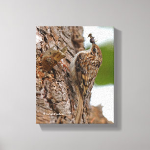 Amerikaanse Treecreeper met Bug Canvas Afdruk