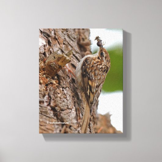 Amerikaanse Treecreeper met Bug Canvas Afdruk (Voorkant)