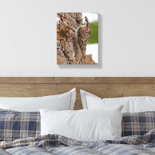 Amerikaanse Treecreeper met Bug Canvas Afdruk (Insitu (Slaapkamer))
