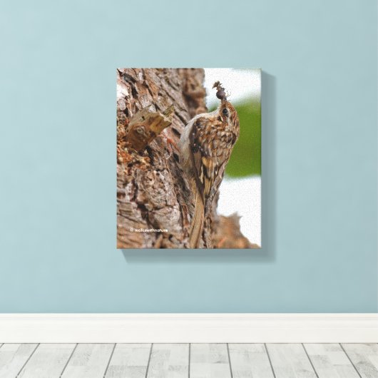 Amerikaanse Treecreeper met Bug Canvas Afdruk (Insitu (Houten vloer))
