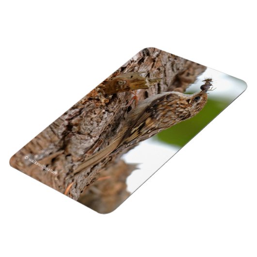 Amerikaanse Treecreeper met Bug Magneet (Linkerzijde)