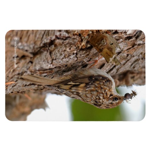 Amerikaanse Treecreeper met Bug Magneet (Horizontaal)