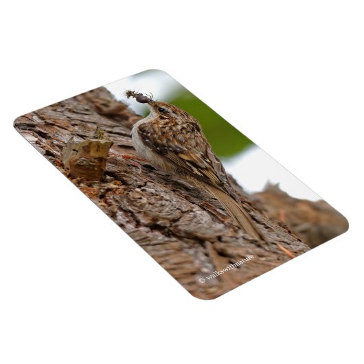 Amerikaanse Treecreeper met Bug Magneet (Rechterzijde)