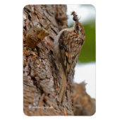 Amerikaanse Treecreeper met Bug Magneet (Verticaal)