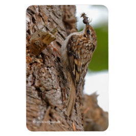 Amerikaanse Treecreeper met Bug Magneet