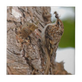 Amerikaanse Treecreeper met Bug Tegeltje (Voorkant)