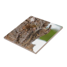 Amerikaanse Treecreeper met Bug Tegeltje